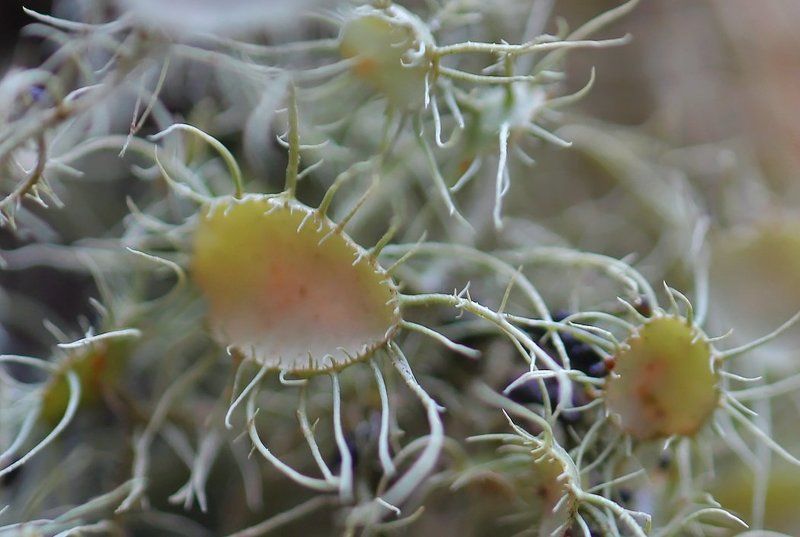 Царство мха и лишайников.photo preview