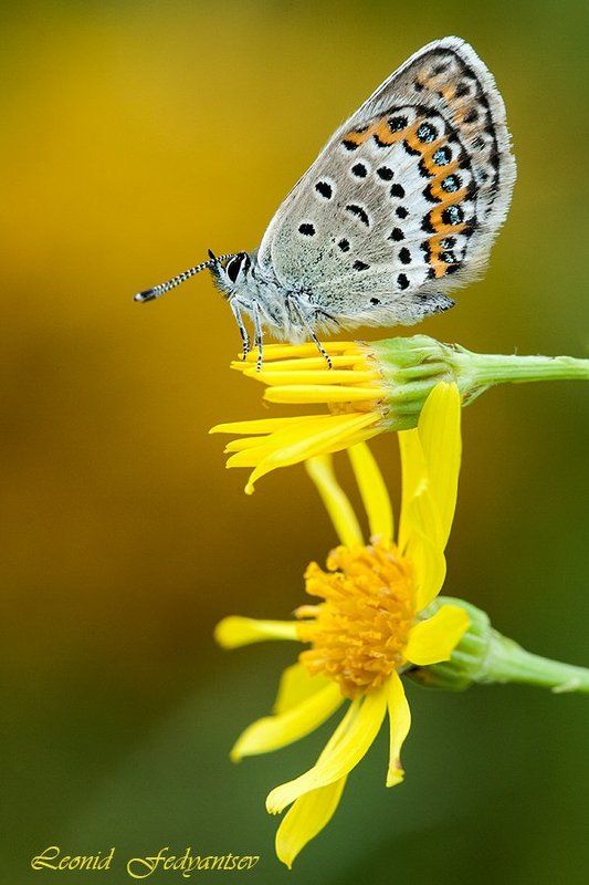 Портрет голубянки Идасphoto preview