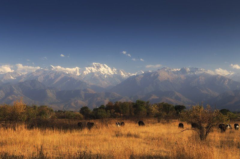 Осенний пейзаж с коровами и воронамиphoto preview