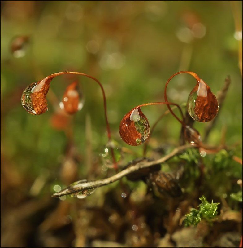 Её величество...photo preview