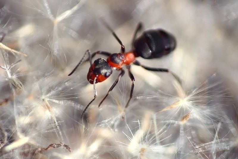 Муравьишки.photo preview