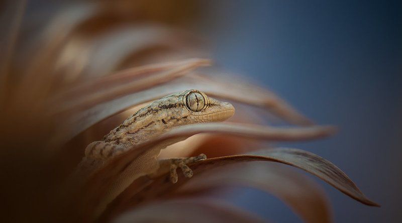 Геккон-малютка.photo preview