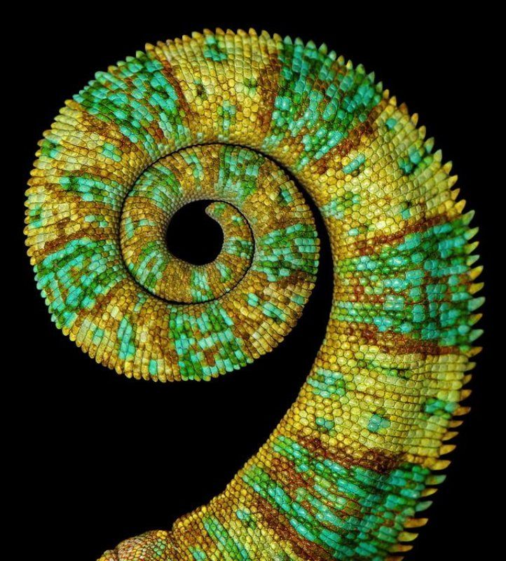 In The Land Of Dragonsphoto preview