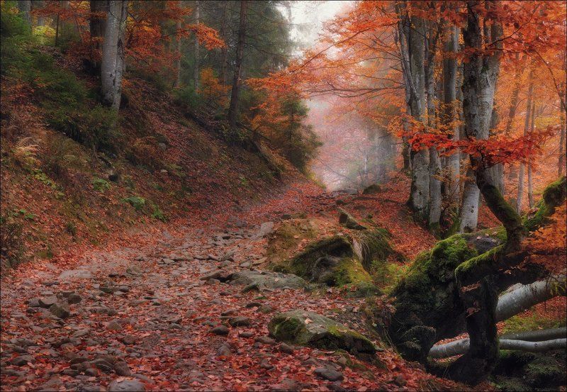 Гемба, Горы, Закарпатье, Карпати, Карпаты, Лес, Лощина, Осень, Туман, Шипот / Сонная лощина /photo preview