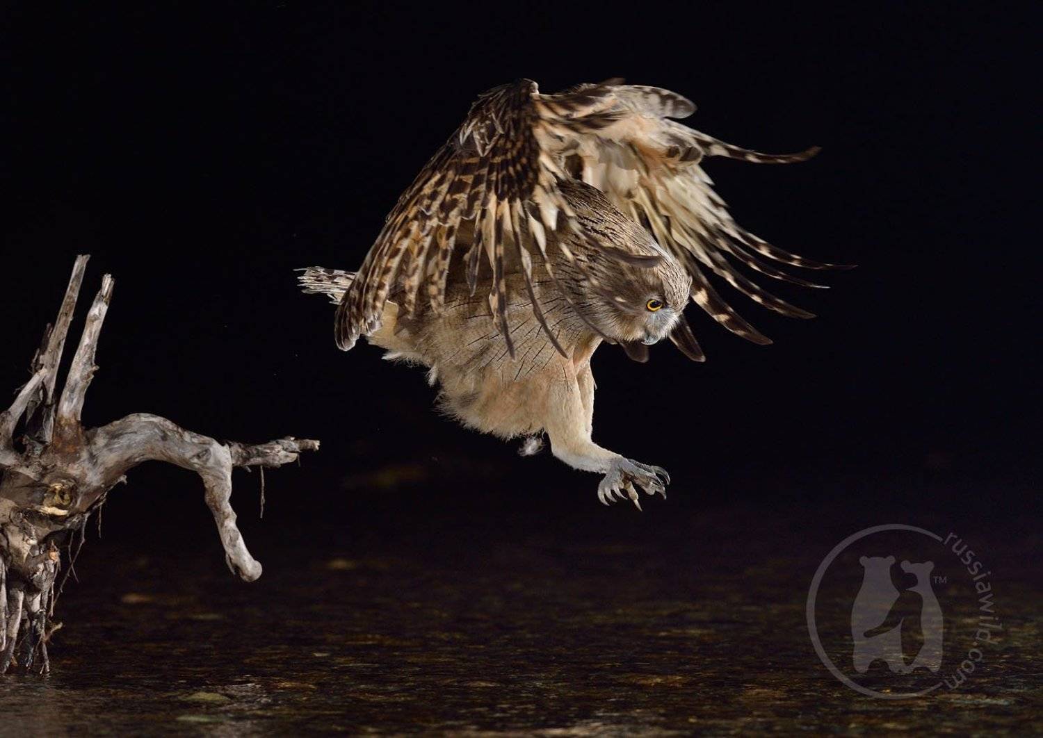 рыбный филин, красная книга, редкие виды, дикая природа россии, Николай Зиновьев