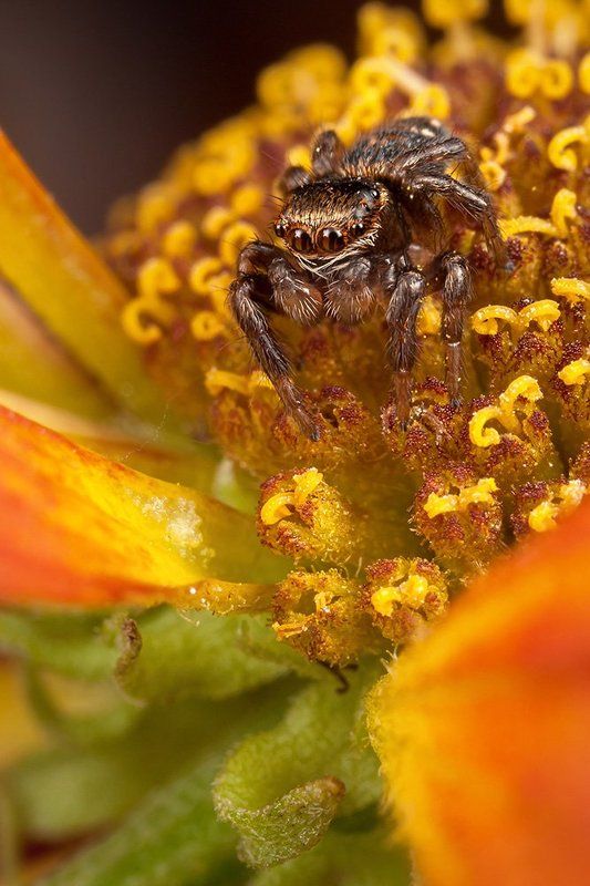 Властелин цветка IIphoto preview