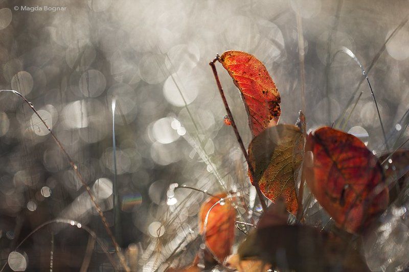 Diamond Autumnphoto preview