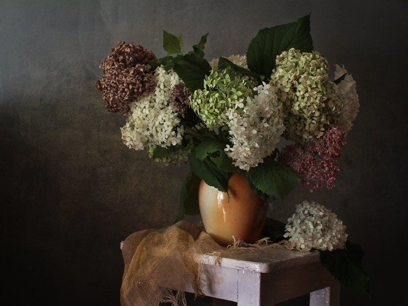 ГОРТЕНЗИЯ фото превью