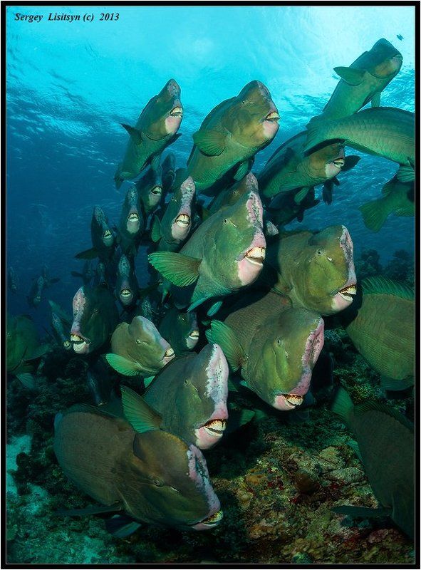 Collective.photo preview