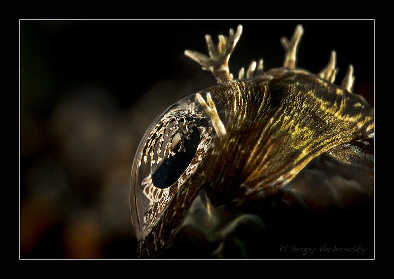 3D Глазphoto preview