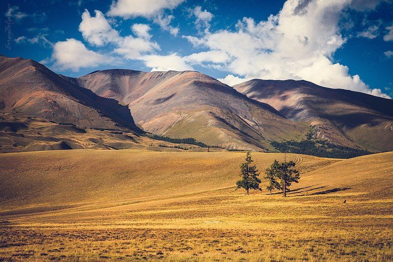 Горный алтай, Горы, Лето, Лиственница, Степь Триphoto preview