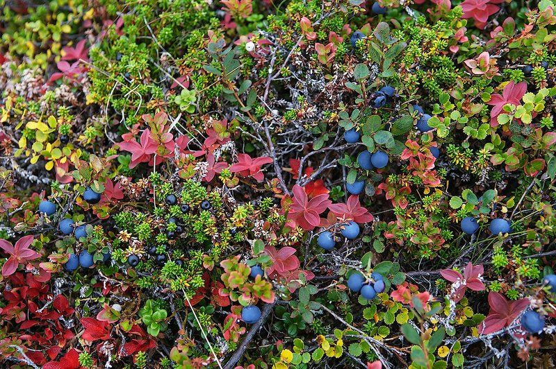 Палитра осенней тундрыphoto preview