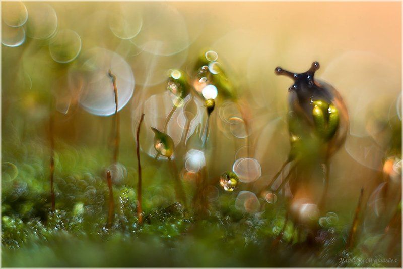 Comm?ne, Pol?trichum, Кукушкин, Лён, Мох, Улитка Газировкаphoto preview