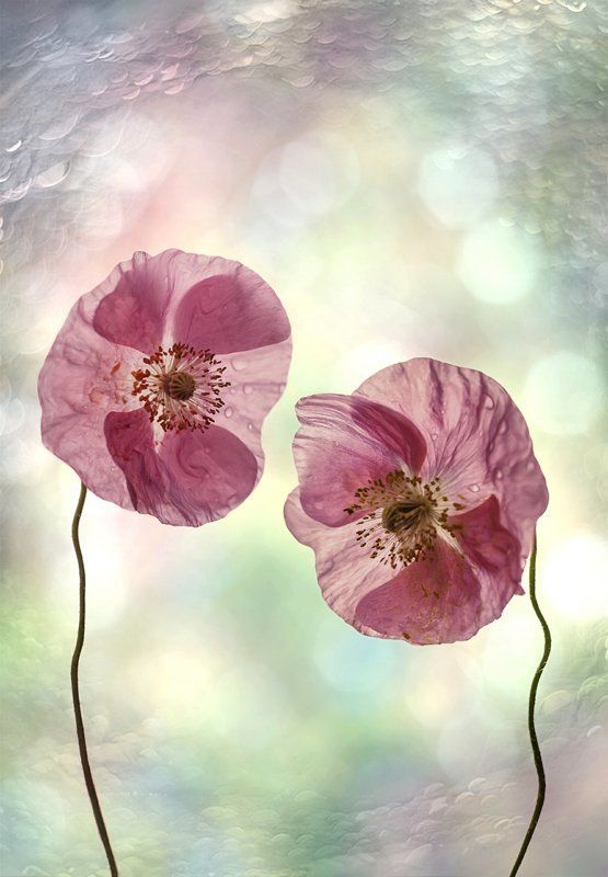 Декоративные маки, Природа, Флора, Цветы Поговорим?...photo preview