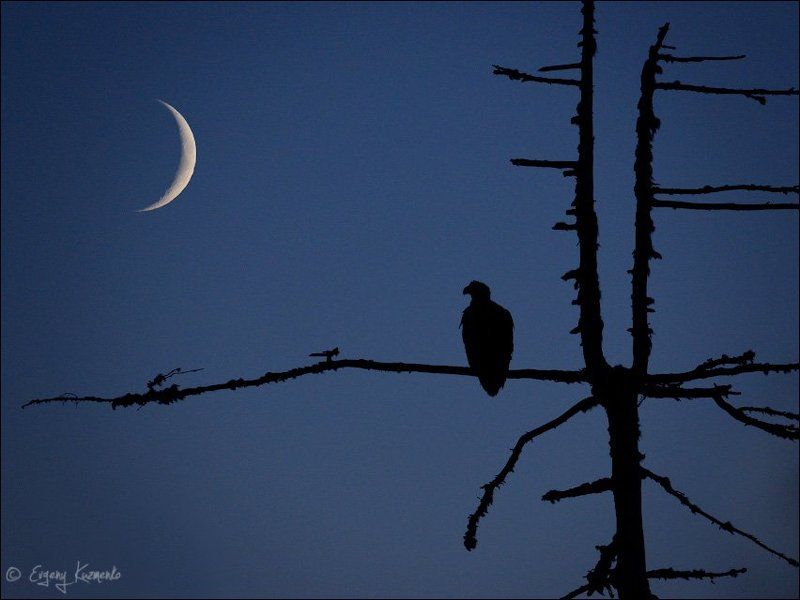 Белоплечий орлан, Сахалин Встреча в ночной тундреphoto preview