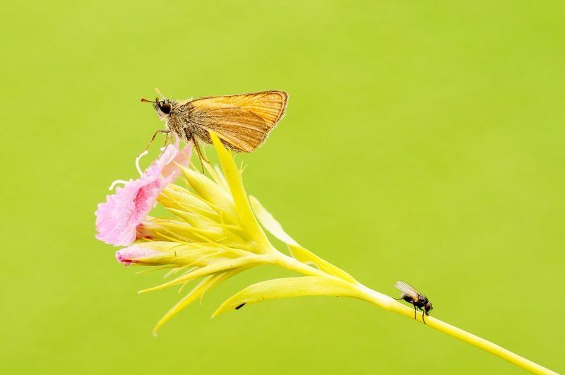 Dawn... фото превью