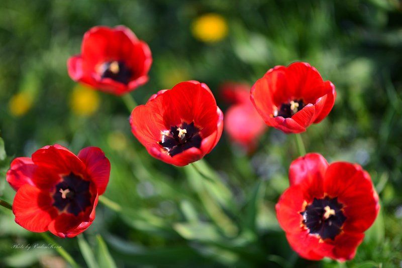 Пятеркаphoto preview