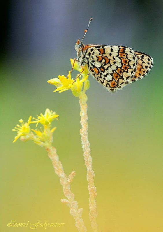 Этюд с Цинксиейphoto preview