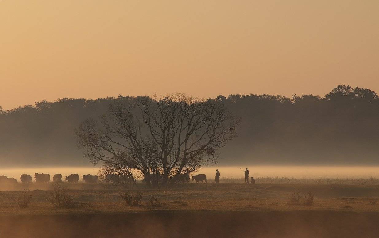 , Николай Шахманцир