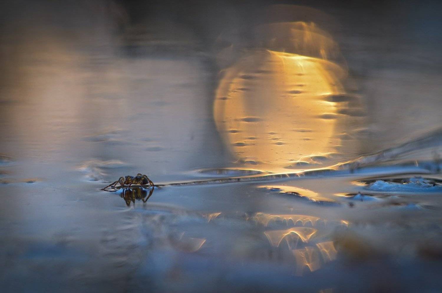 Утомленный солнцем.. Автор: Вячеслав Мищенко , Вячеслав Мищенко