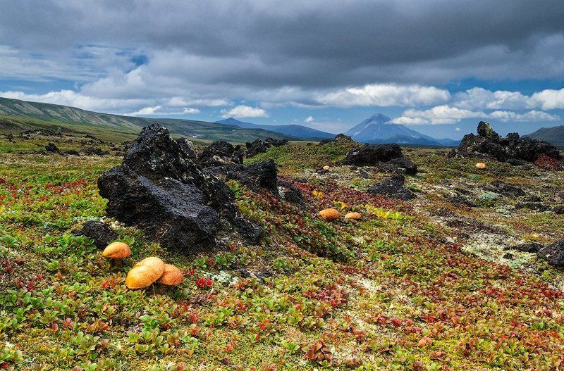 Вулкан, Горелый, Грибы, Камчатка, Тундра Вдали от родных осинphoto preview