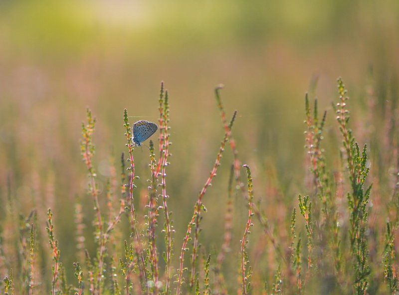 Утренняя нежностьphoto preview