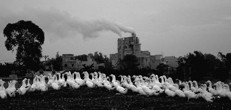 The bewildered of ducksphoto preview