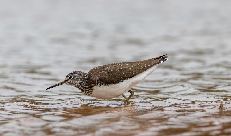 черныш, кулик, птица, фотоохота, birds К взлету готовphoto preview