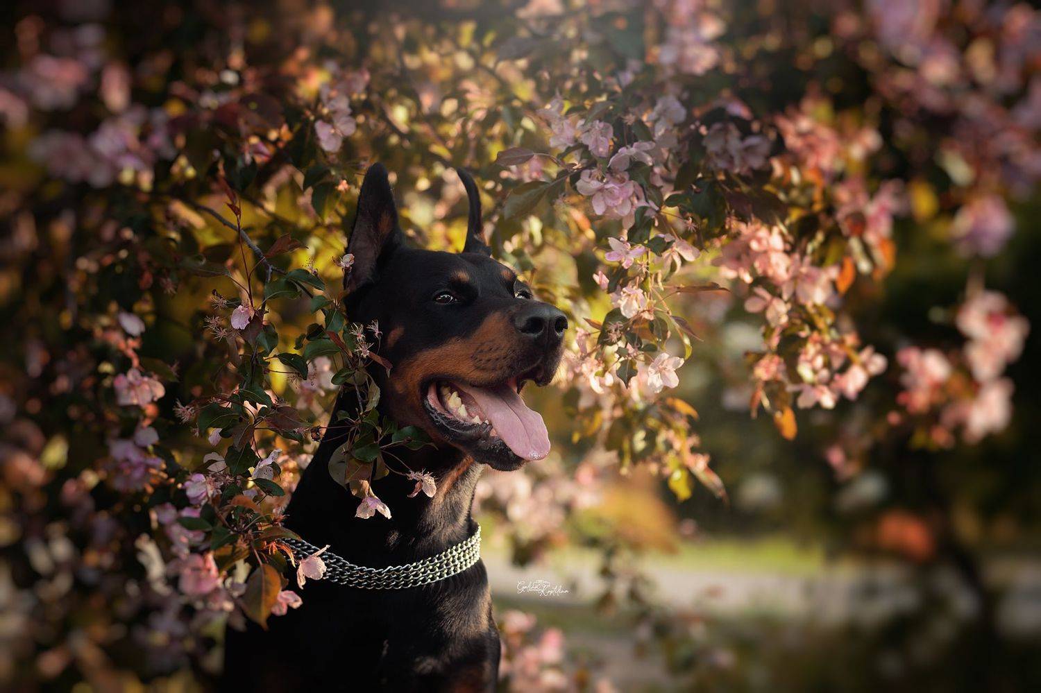 Автор: Коптилина Галина , Коптилина Галина