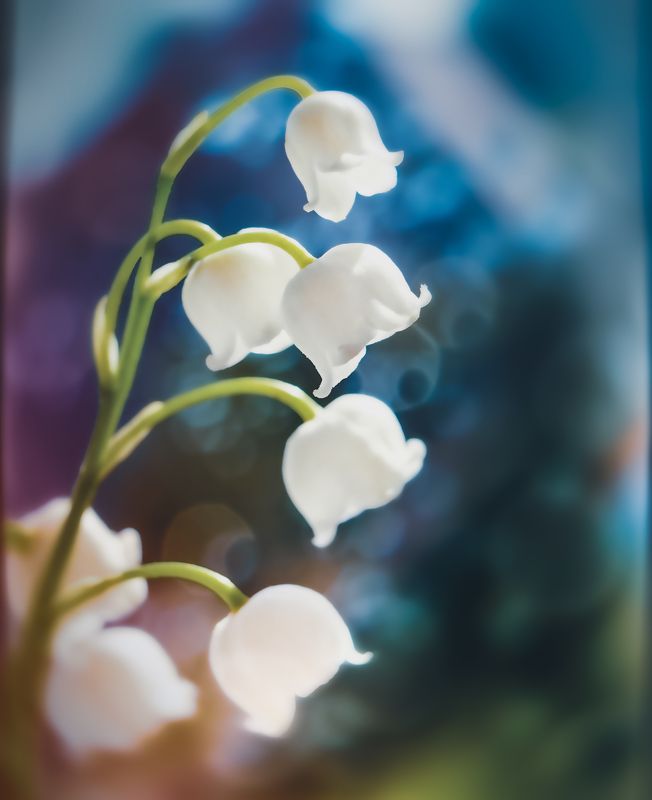 ландыши, цветы, природа, макро, цветной Ландышиphoto preview