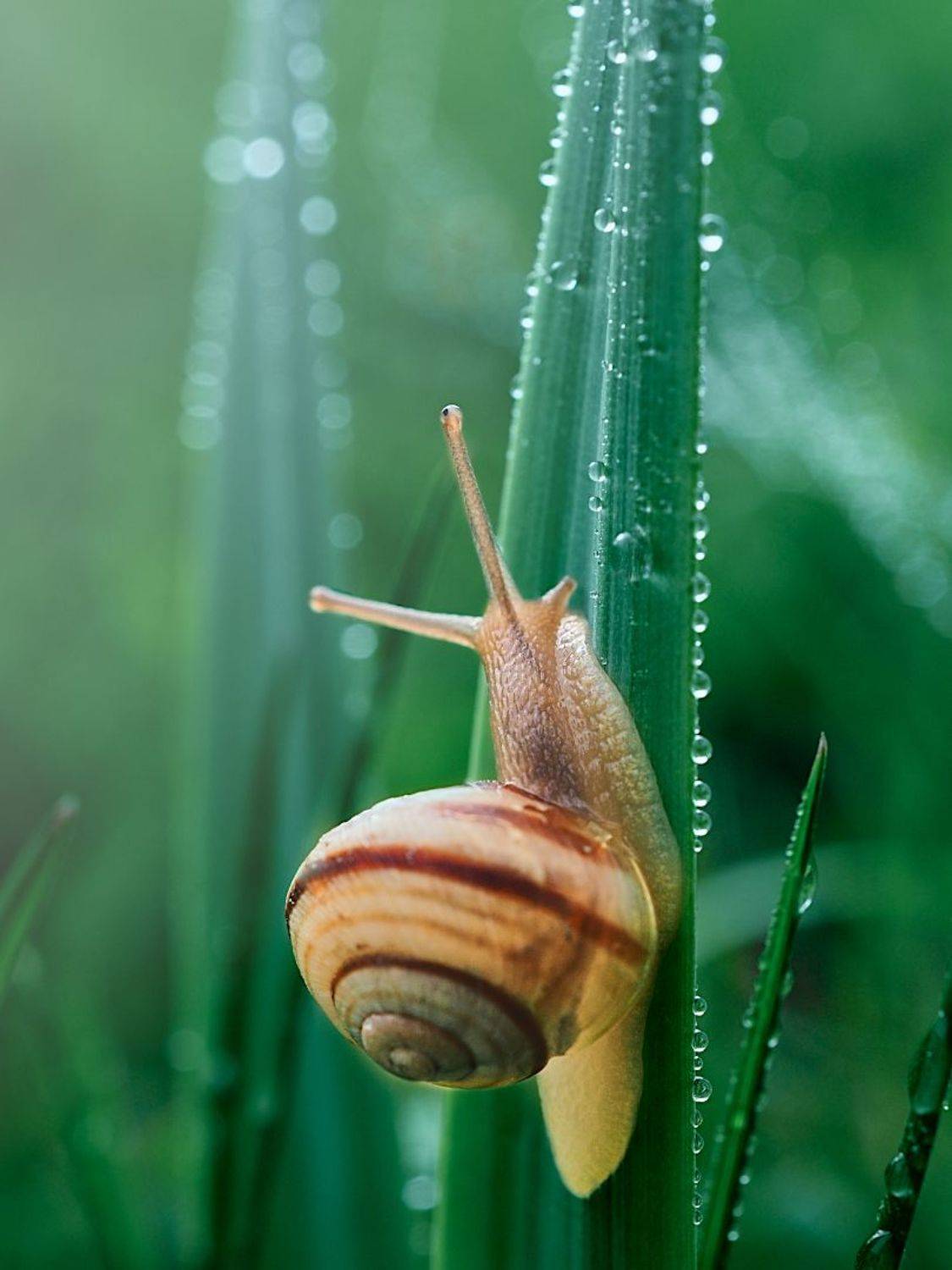 , Сергей Калёв