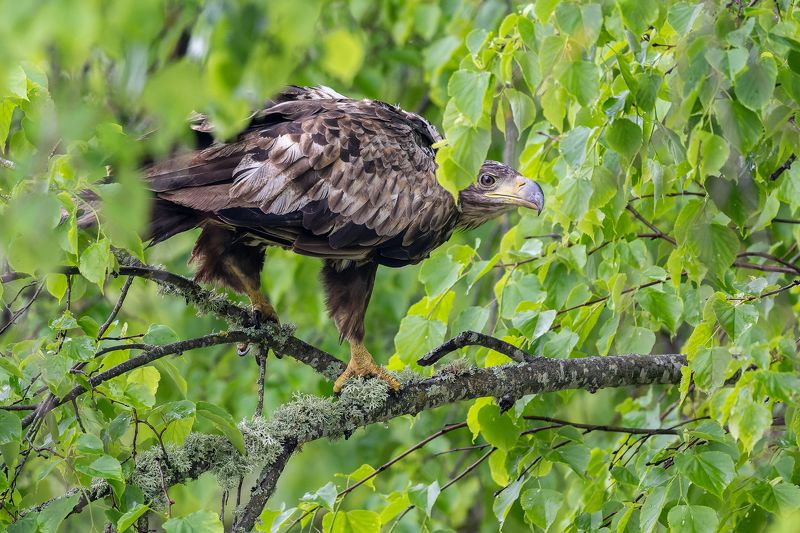 Juras erglisphoto preview