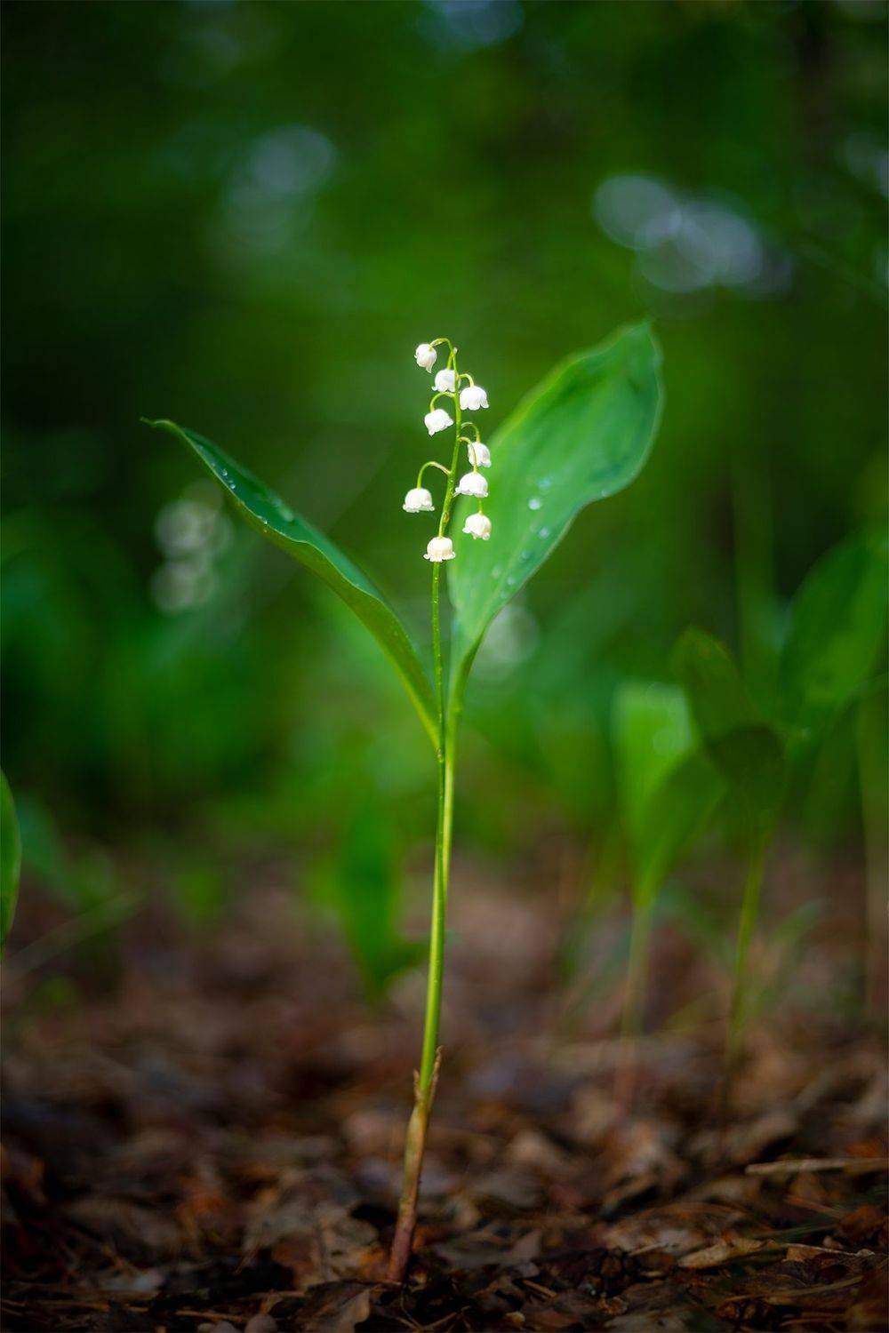 , Чудинин Дмитрий