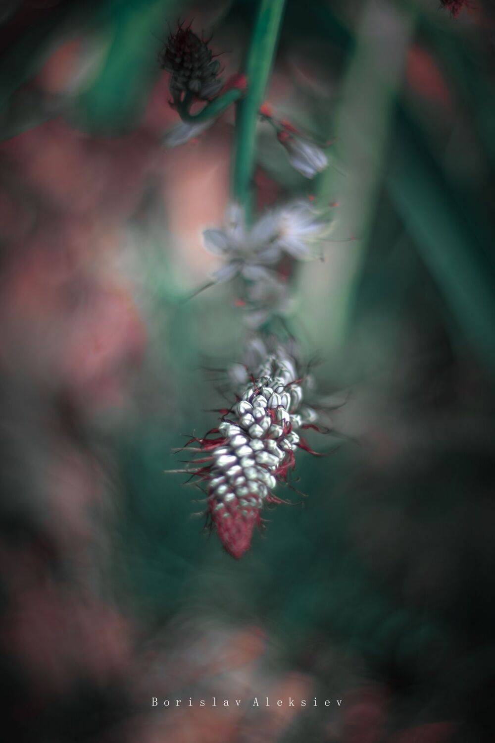 green,flowers,wild,nature,light,bokeh,zenit,helios,white,fujifilm,, Борислав Алексиев