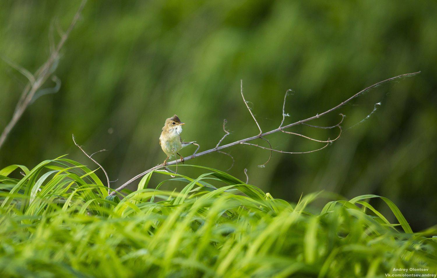 солнце, россия, рассвет, природа, подмосковье, погода, пейзажи, пейзаж, отражение, наукоград, красота, дубна, вода, весна, weather, water, spring, russia, reflection, naukograd, nature, moscow, landscape, dawn, canon, dubna, beauty, Андрей Олонцев