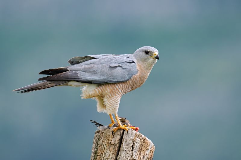 Accipiter brevipesphoto preview