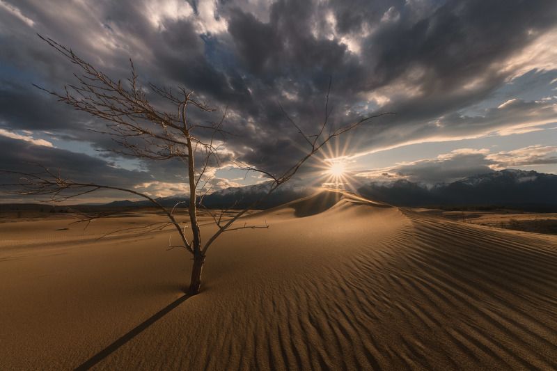 чарские_пески, забайкалье, сибирь, россия, весна, закат, пейзаж, природа, пустыня, песок, дюна Закат в дюнахphoto preview