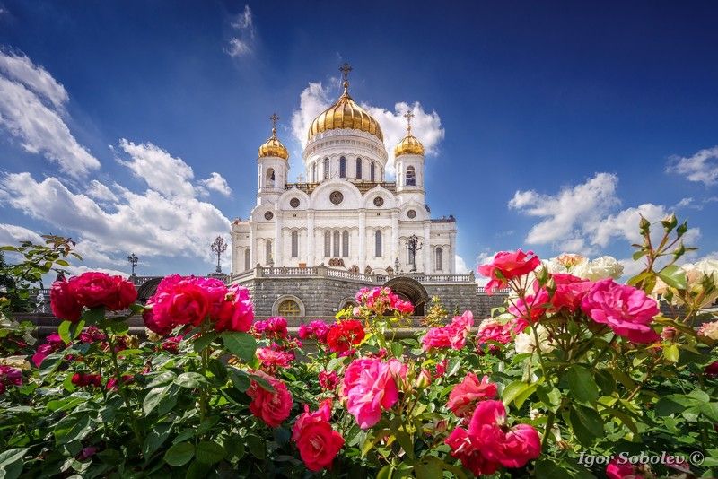 храм христа спасителя, москва, город, розы Храм Христа Спасителяphoto preview