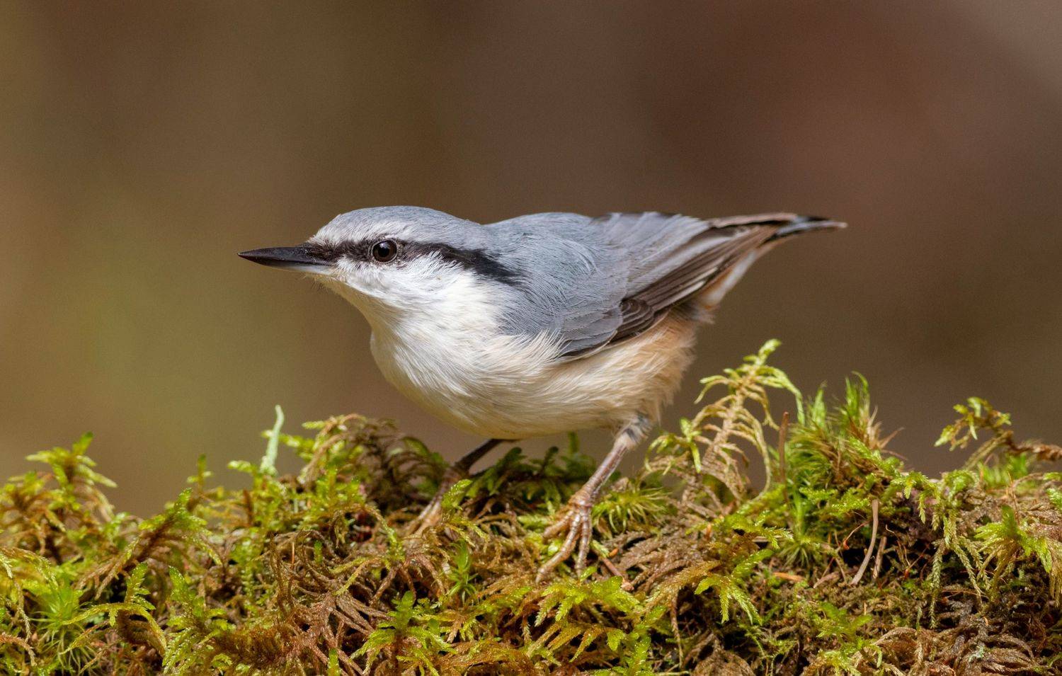 Поползень. Автор: Павел Краснослободцев поползень, птица, фотоохота, birds, nuthatch, Павел Краснослободцев