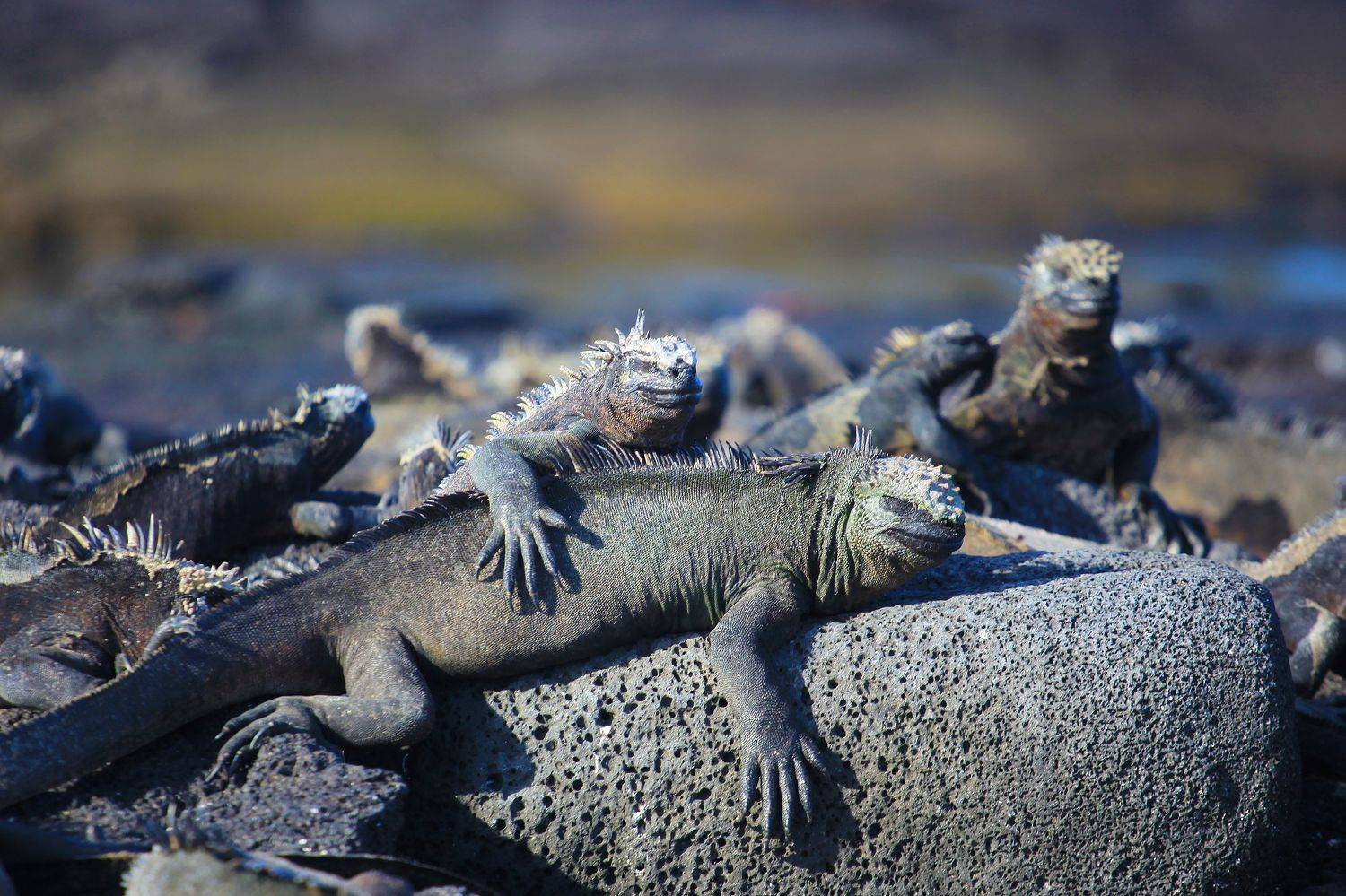 Автор: Худзинская Ирина , Худзинская Ирина