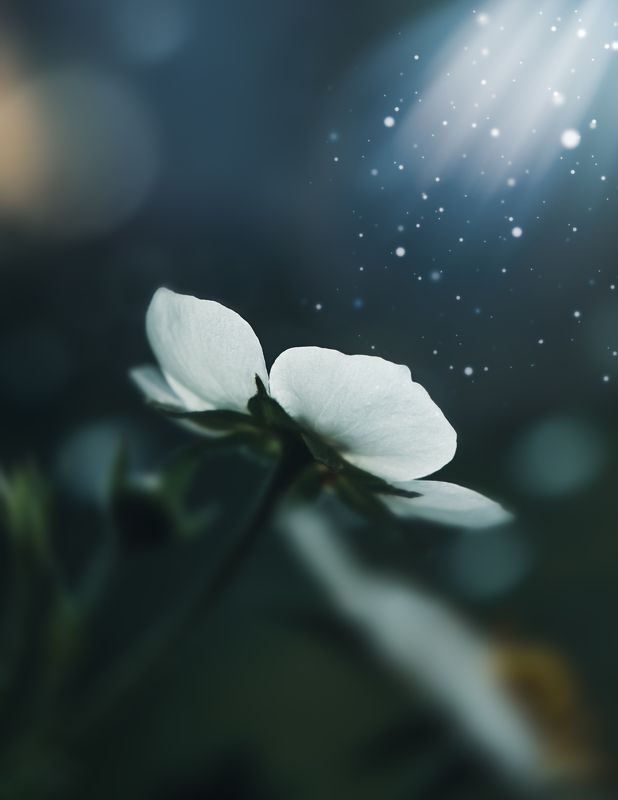 цветок, белый, макро, природа Во мглеphoto preview