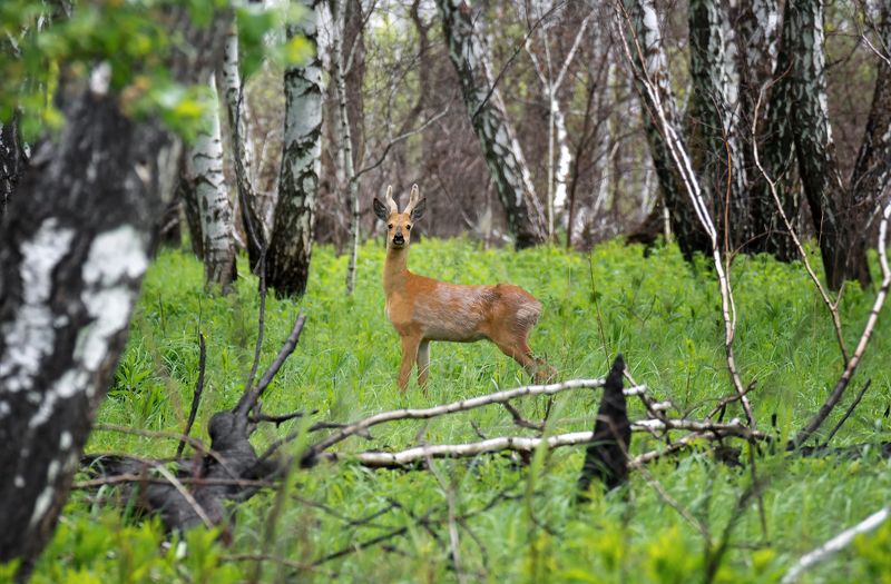 парнокопытное, косуля, животное, лес, самец, самка, косули..photo preview