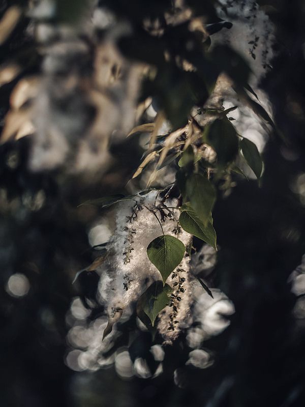 macro, summer, summertime, russia, helios, zenit Тополиный пухphoto preview