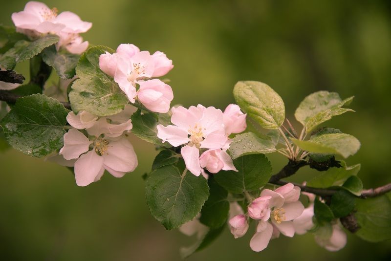 Весенняя свежестьphoto preview