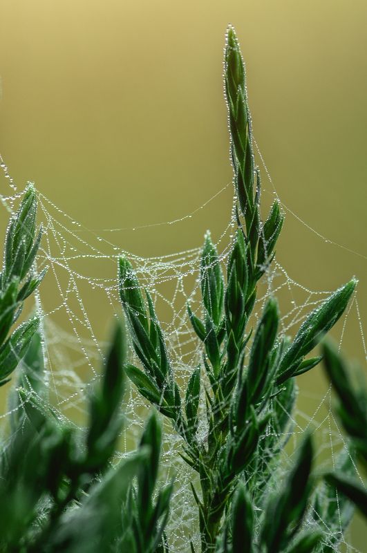 роса, туман, капли, макро После туманаphoto preview