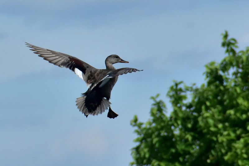 Серая уткаphoto preview