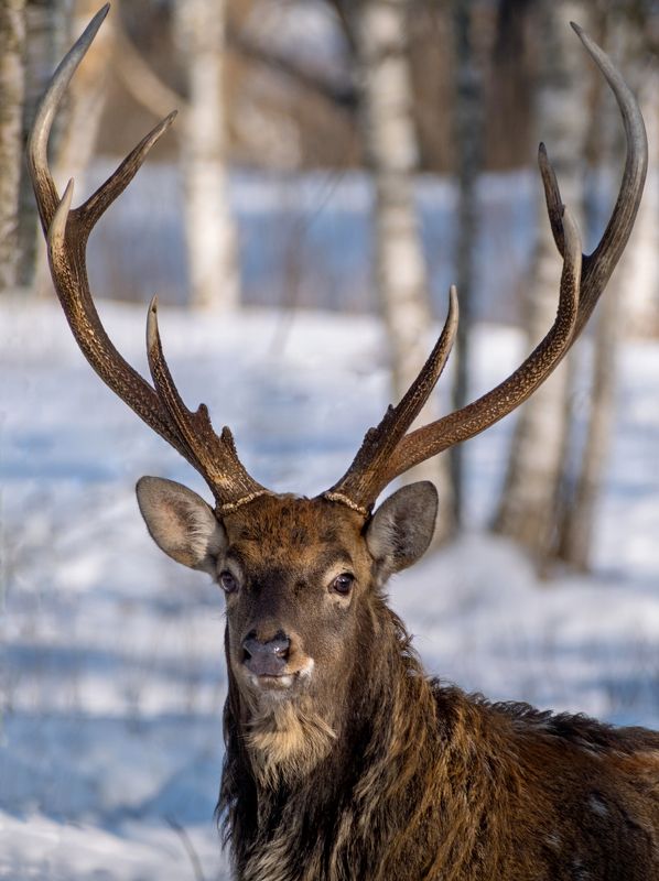 олень, благородный олень, фотоохота, нд, красный бор, фотоохота в красном бору, беларусь, лесной олень, deer, krasny bor, belarus, лес, в лесах беларуси Лесной оленьphoto preview