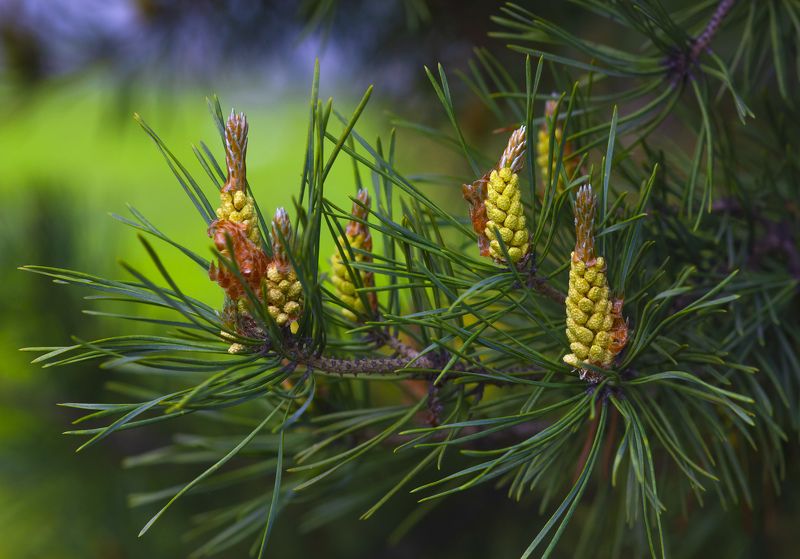 весна, этюд, сосна, цветы сосны, хвойные деревья, лес, природа, Весна и сосна.photo preview