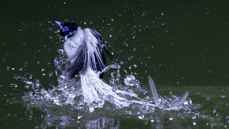 绶带鸟photo preview