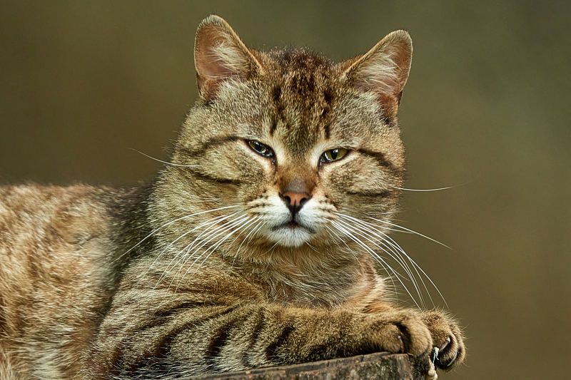 кот, портрет кота, дворовый кот Король двораphoto preview